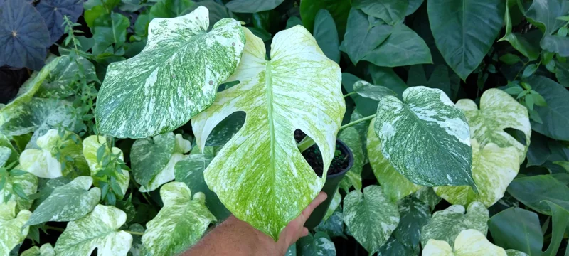Monstera Mint Philodendron Live Plant – 6 inch Pot – Indoor Variegated Aroid - Image 2