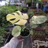 Monstera Mint Philodendron Live Plant – 6 inch Pot – Indoor Variegated Aroid - Image 1