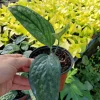 Monstera Peru Green Galaxy Live Plant in 4" Pot – Indoor & Outdoor - Image 1