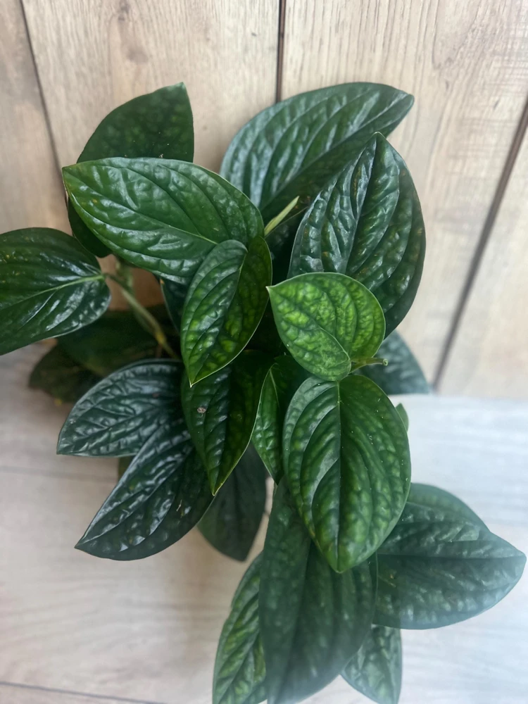 Monstera Peru Live Plant – 6 inch Pot – Rare Indoor Houseplant - Cannot ship to CA - Image 2
