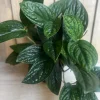 Monstera Peru Live Plant – 6 inch Pot – Rare Indoor Houseplant - Cannot ship to CA - Image 1