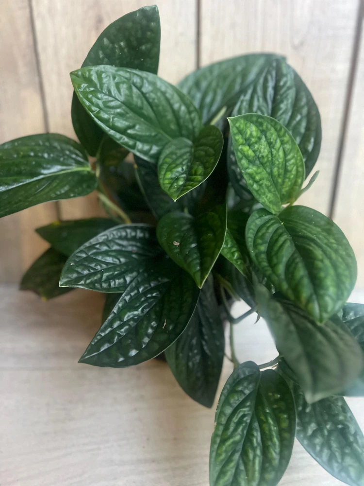 Monstera Peru Live Plant – 6 inch Pot – Rare Indoor Houseplant - Cannot ship to CA - Image 1