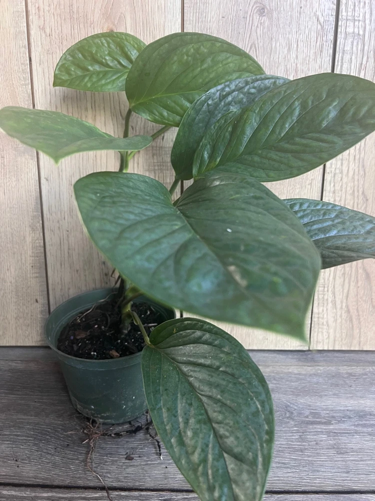 Monstera Pinnatipartita Live Plant – 6 inch Pot – Indoor Tropical Aroid - Cannot ship to CA - Image 2