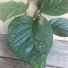 Monstera Pinnatipartita Live Plant – 6 inch Pot – Indoor Tropical Aroid - Cannot ship to CA - Image 1