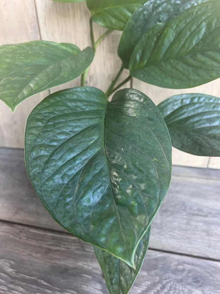 Monstera Pinnatipartita Live Plant – 6 inch Pot – Indoor Tropical Aroid - Cannot ship to CA - Image 1