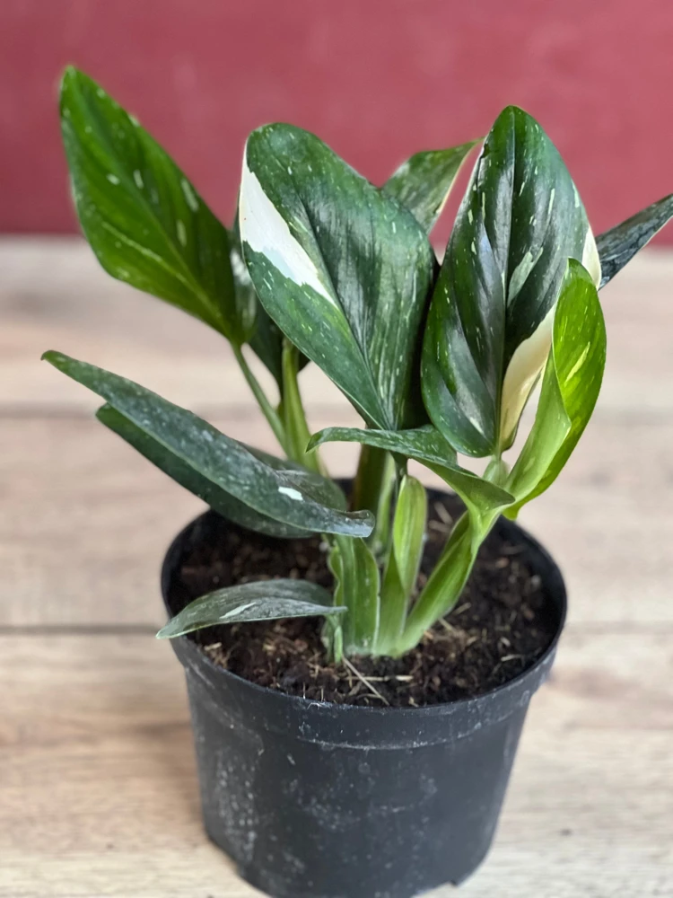 Monstera Standleyana Albo Live Plant - Variegated Houseplant in 6" Pot - Indoor - Cannot ship to CA - Image 2