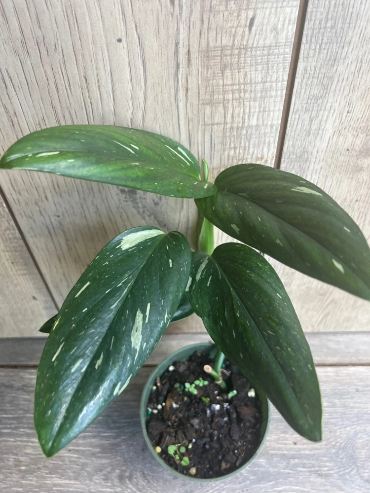 Monstera Standleyana Albo Live Plant – Variegated Houseplant – 4 inch Pot - Cannot ship to CA - Image 2