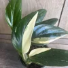 Monstera Standleyana Albo Live Plant – Variegated Houseplant – 4 inch Pot - Cannot ship to CA - Image 1