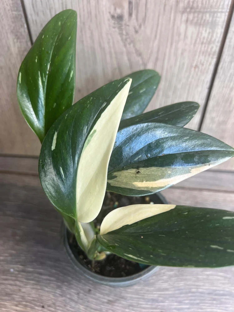 Monstera Standleyana Albo Live Plant – Variegated Houseplant – 4 inch Pot - Cannot ship to CA - Image 1