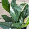 Monstera Standleyana Albo Live Plant - Variegated Houseplant in 6" Pot - Indoor - Cannot ship to CA - Image 1