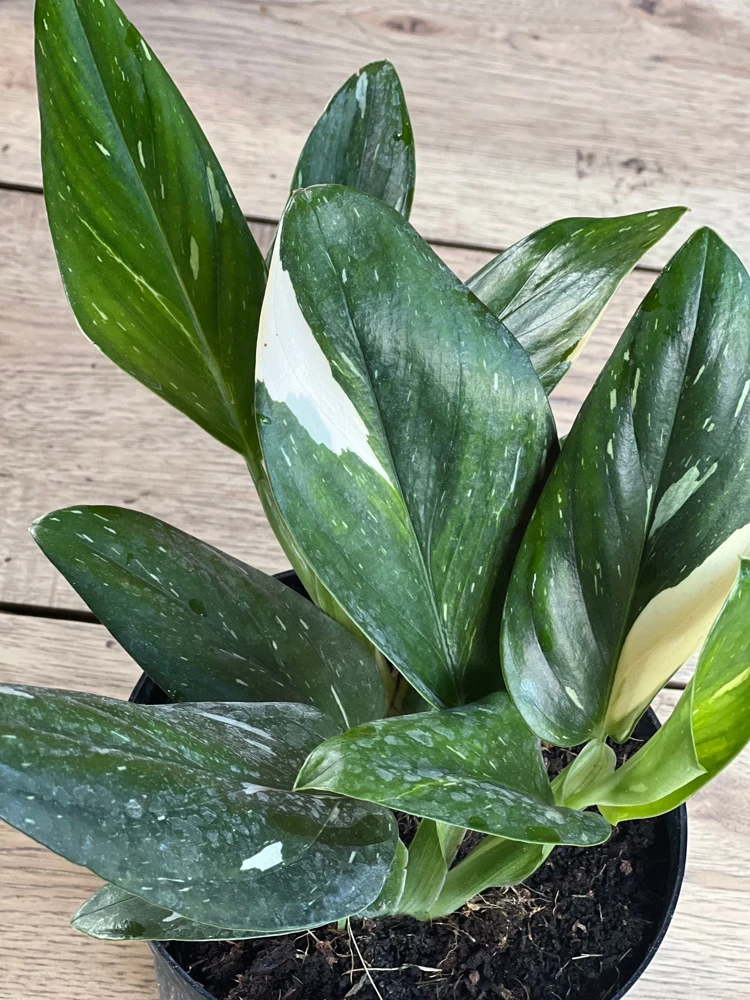 Monstera Standleyana Albo Live Plant - Variegated Houseplant in 6" Pot - Indoor - Cannot ship to CA - Image 1