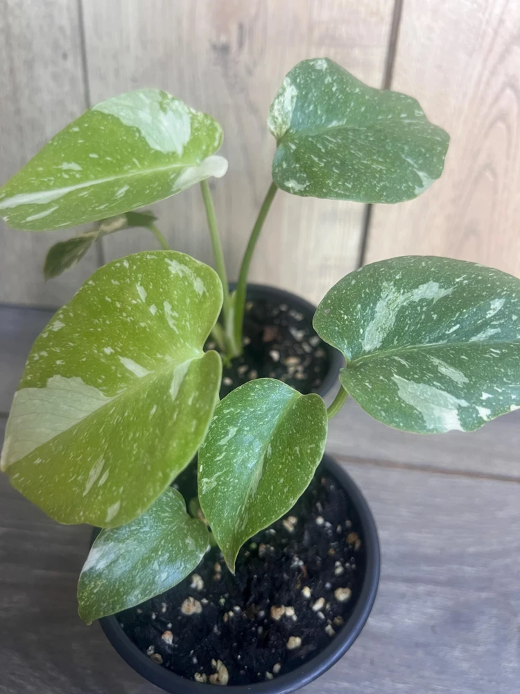 Monstera Thai Constellation Live Plant - 4 inch Pot - Indoor Variegated Aroid - Cannot ship to CA - Image 2