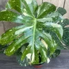 Monstera Thai Constellation Live Plant - 4 inch Pot - Indoor Variegated Aroid - Cannot ship to CA - Image 1