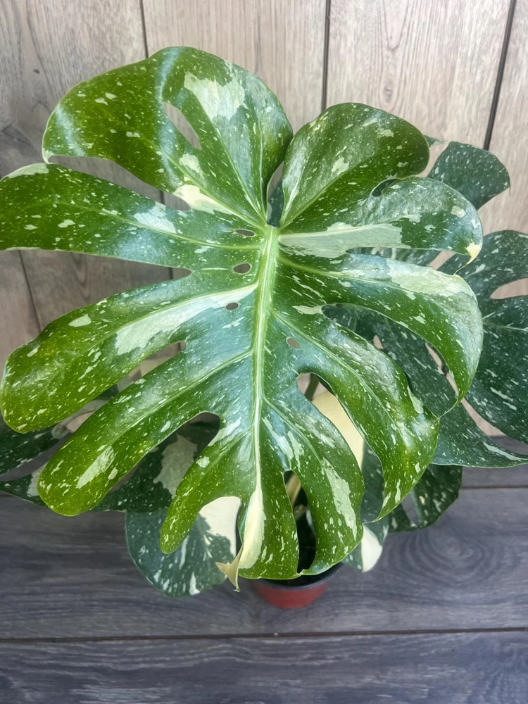 Monstera Thai Constellation Live Plant - 4 inch Pot - Indoor Variegated Aroid - Cannot ship to CA - Image 1