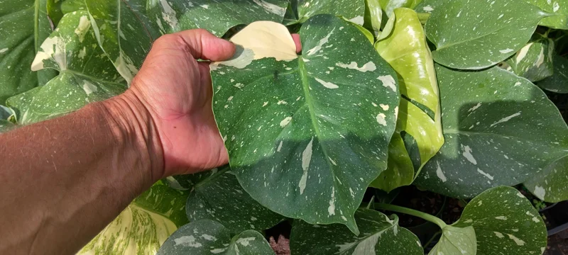 Monstera Thai Constellation Live Plant - 4in Potted Houseplant - Image 2