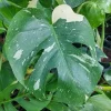 Monstera Thai Constellation Live Plant - 4in Potted Houseplant - Image 1