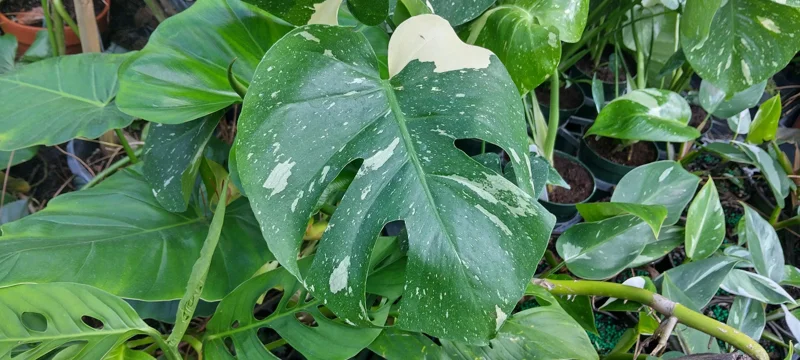 Monstera Thai Constellation Live Plant - 4in Potted Houseplant - Image 1