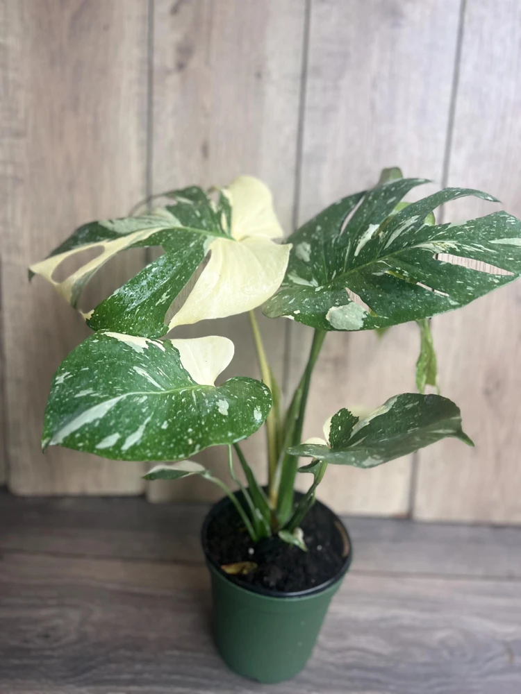 Monstera Thai Constellation Live Plant - Large, 6 inch Pot, Indoor - Cannot ship to CA - Image 2
