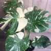 Monstera Thai Constellation Live Plant - Large, 6 inch Pot, Indoor - Cannot ship to CA - Image 1