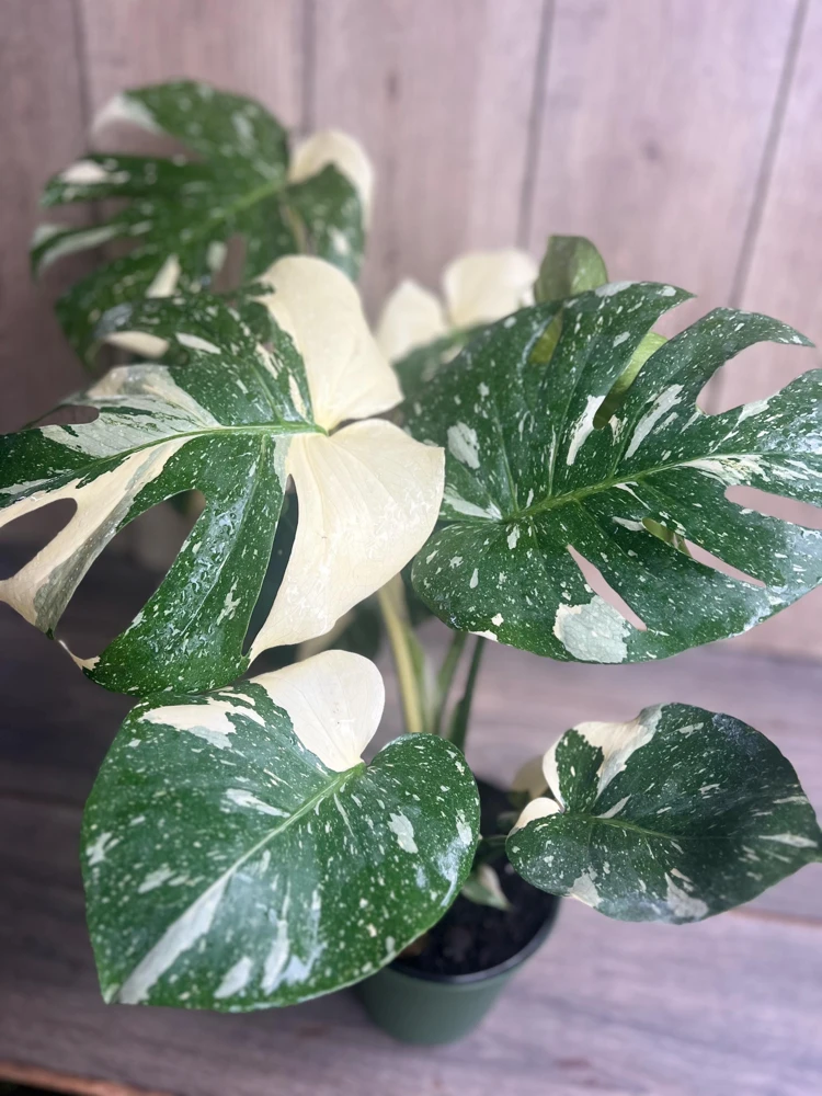 Monstera Thai Constellation Live Plant - Large, 6 inch Pot, Indoor - Cannot ship to CA - Image 1