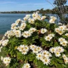 Montauk Daisy Live Plant - Nipponanthemum nipponicum - 2-5" Tall Hardy Perennial Flower for Outdoor Gardens - Image 1