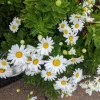Montauk Daisy Live Plant Nipponanthemum nipponicum - 2-5" Tall Hardy Perennial Flower - Image 1