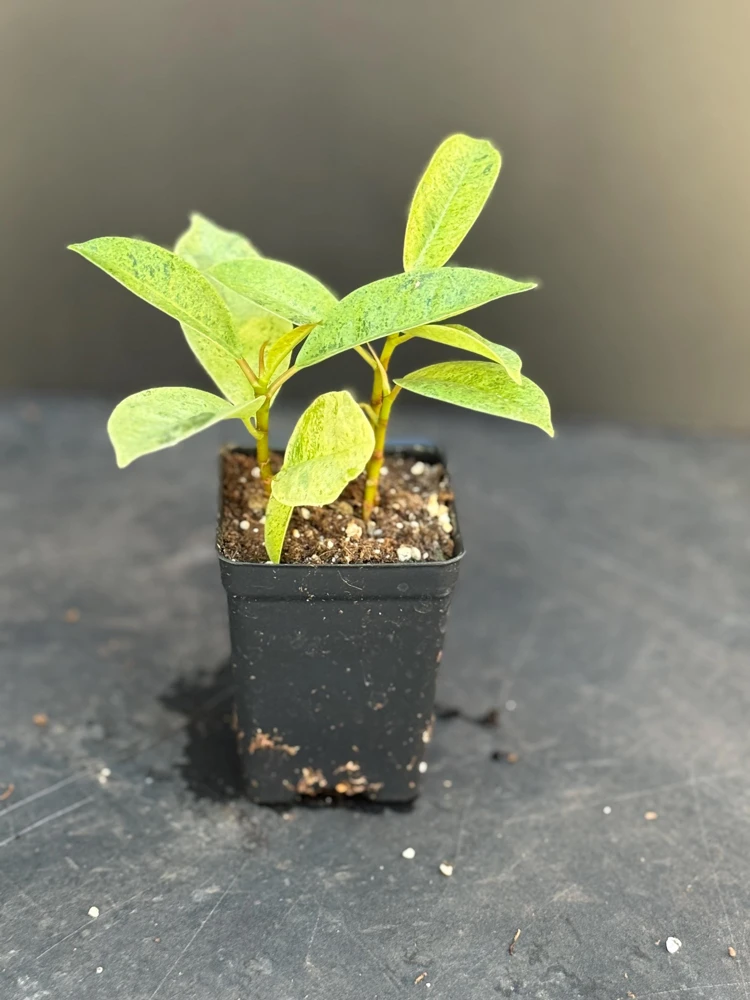 Moonshine Shivereana Variegated Rubber Tree Ficus Live Plant – 2.5x4 inch Pot - Image 2