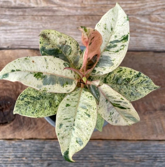Moonshine Shivereana Variegated Rubber Tree Ficus Live Plant – 2.5x4 inch Pot - Image 3