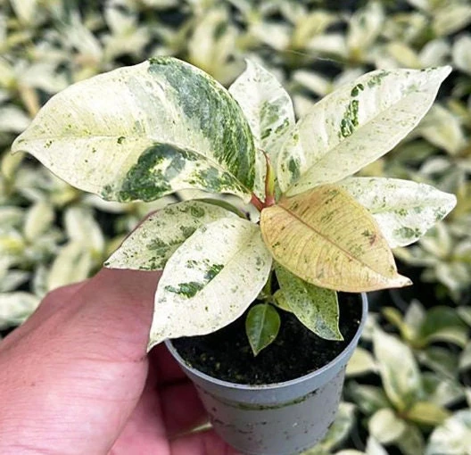 Moonshine Shivereana Variegated Rubber Tree Ficus Live Plant – 2.5x4 inch Pot - Image 4