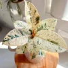Moonshine Shivereana Variegated Rubber Tree Ficus Live Plant – 2.5x4 inch Pot - Image 1