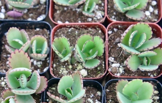 Mother of Thousands Live Plant - Kalanchoe Daigremontiana Succulent - 2 inch Pot - Image 2