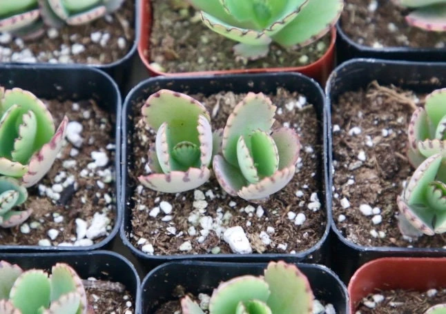 Mother of Thousands Live Plant - Kalanchoe Daigremontiana Succulent - 2 inch Pot - Image 3