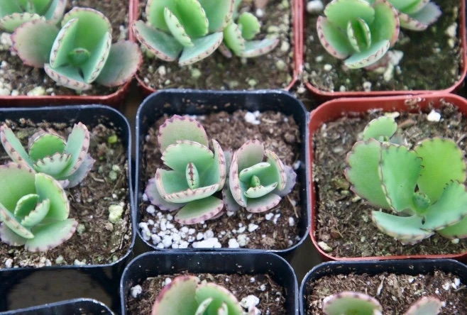 Mother of Thousands Live Plant - Kalanchoe Daigremontiana Succulent - 2 inch Pot - Image 4