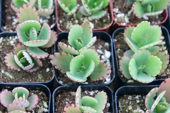 Mother of Thousands Live Plant - Kalanchoe Daigremontiana Succulent - 2 inch Pot - Image 5