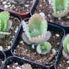 Mother of Thousands Live Plant - Kalanchoe Daigremontiana Succulent - 2 inch Pot - Image 1