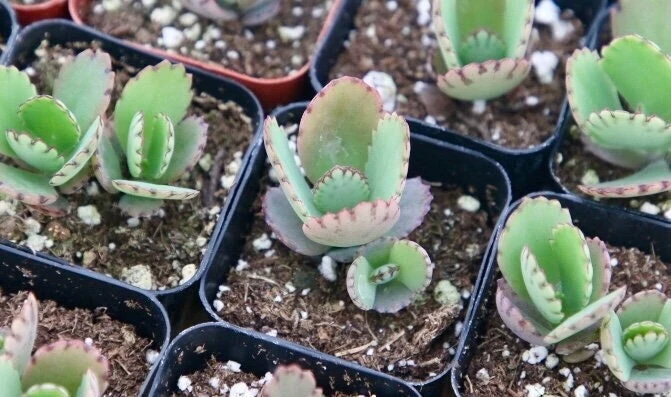 Mother of Thousands Live Plant - Kalanchoe Daigremontiana Succulent - 2 inch Pot - Image 1
