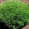 Mr Bowling Ball Arborvitae Live Plant – 1 Gallon Pot – Outdoor Shrub - Image 1