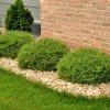 Mr. Bowling Ball Arborvitae Live Plant – Dwarf Evergreen Shrub – Quart Pot - Image 1