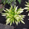 Munchkin Fire Hosta Live Plant - Perennial Shade Garden Starter Plant 2.5x4 inch Pot - Image 1