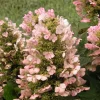 Munchkin Oakleaf Hydrangea Live Plant – 4 inch Pot – Outdoor Shrub - Image 1