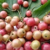 Muntingia Calabura Live Plant - Jamaican Strawberry Tree, 10" Pot - Cannot ship to CA - Image 1