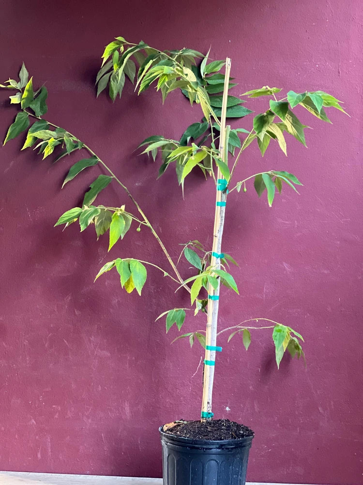 Muntingia Calabura Live Plant - Jamaican Strawberry Tree, 10" Pot - Cannot ship to CA - Image 2