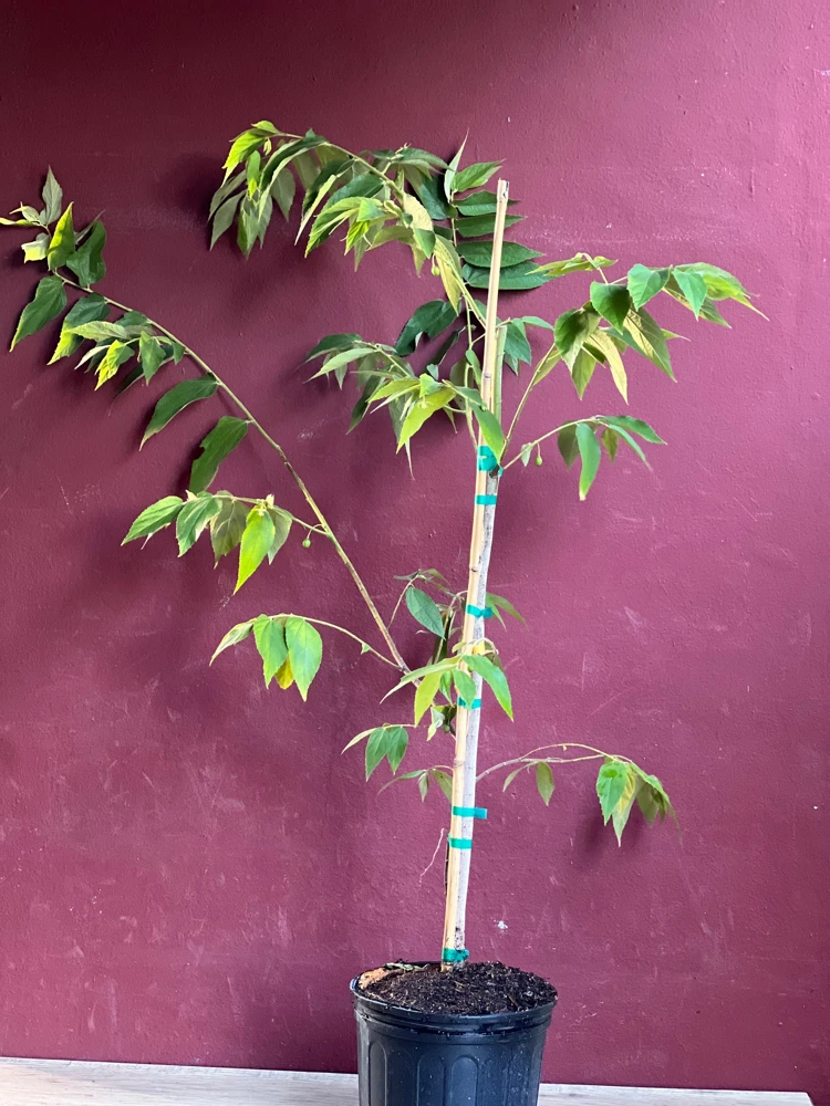 Muntingia Calabura Live Plant - Jamaican Strawberry Tree, 10" Pot - Cannot ship to CA - Image 3