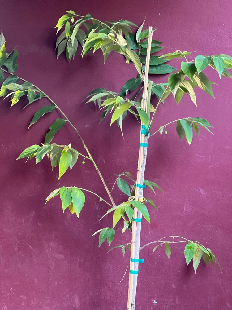 Muntingia Calabura Live Plant - Jamaican Strawberry Tree, 10" Pot - Cannot ship to CA - Image 4