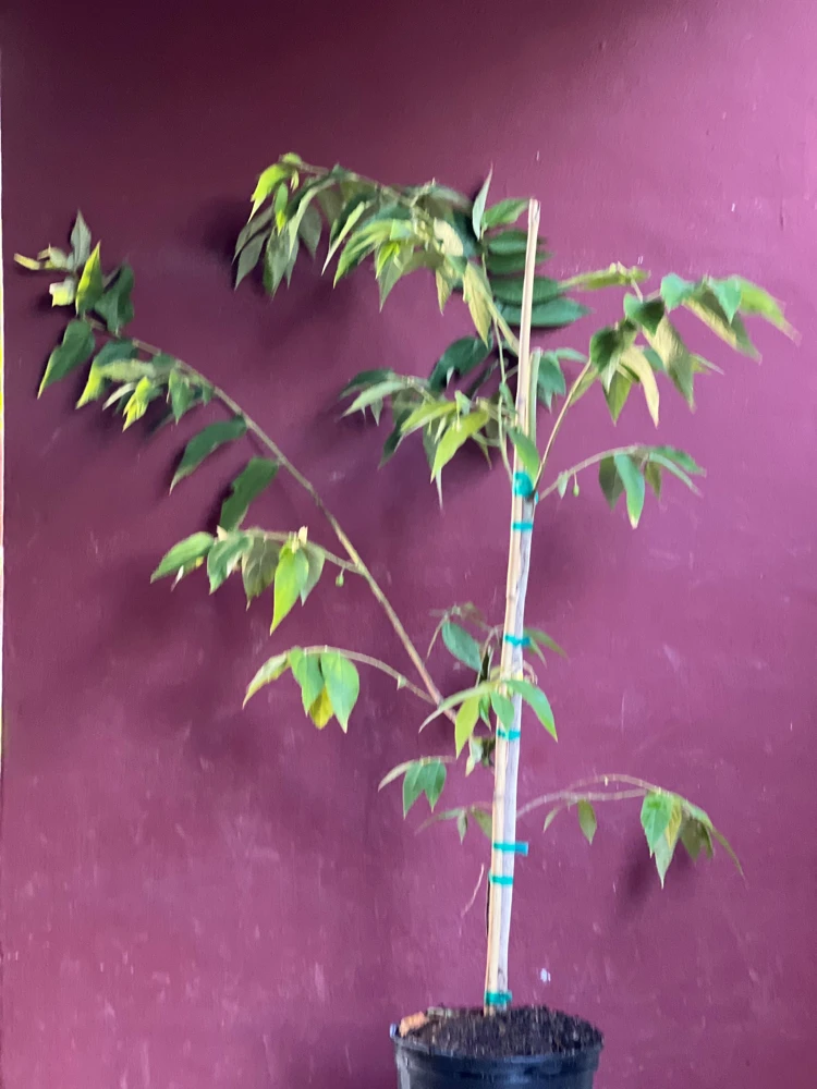 Muntingia Calabura Live Plant - Jamaican Strawberry Tree, 10" Pot - Cannot ship to CA - Image 5