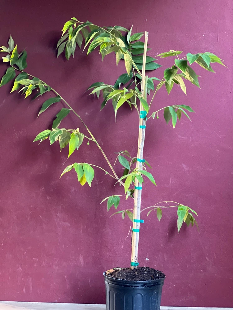 Muntingia Calabura Live Plant - Jamaican Strawberry Tree, 10" Pot - Cannot ship to CA - Image 6