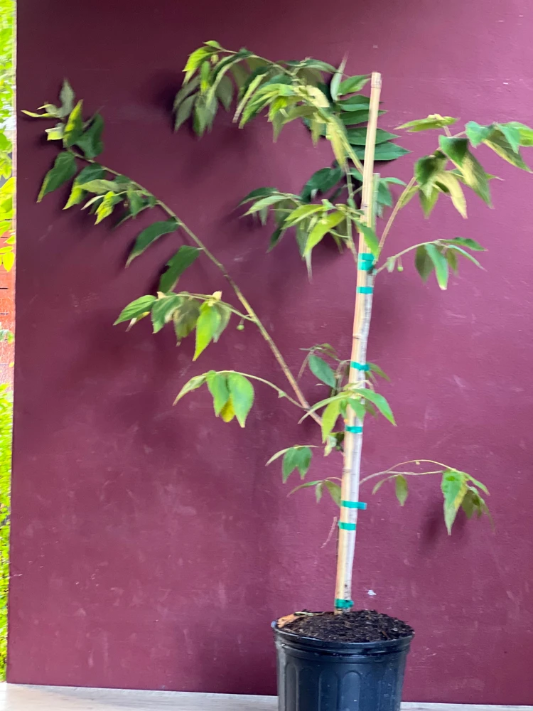 Muntingia Calabura Live Plant - Jamaican Strawberry Tree, 10" Pot - Cannot ship to CA - Image 7