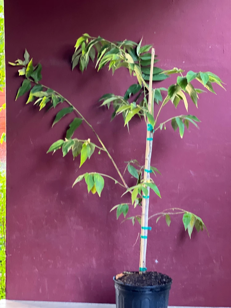 Muntingia Calabura Live Plant - Jamaican Strawberry Tree, 10" Pot - Cannot ship to CA - Image 8