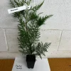 Murray Cypress Live Plant – 2.5-inch Pot – Evergreen Tree – Outdoor - Image 1