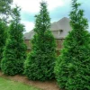 Murray Cypress Live Plants – Set of 30 – 2.5-inch Pots – Outdoor Evergreen Trees - Image 1